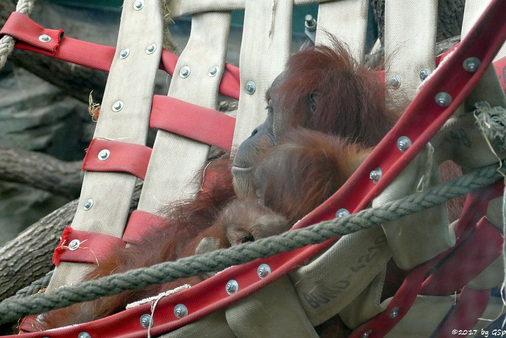 Sumatra-Orang-Utan ROSA mit SAYANG