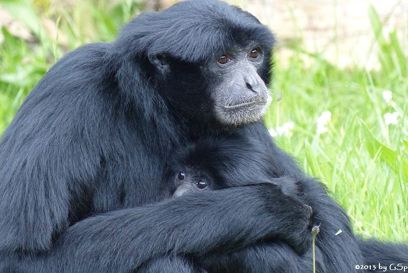 Siamang