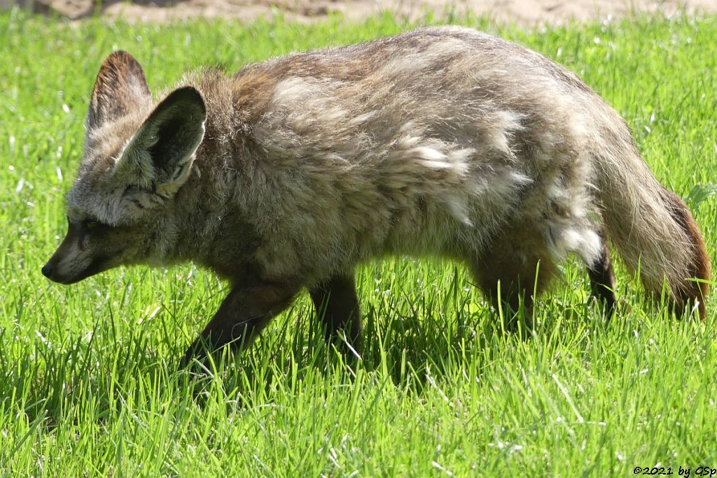 Südafrikanischer Löffelhund