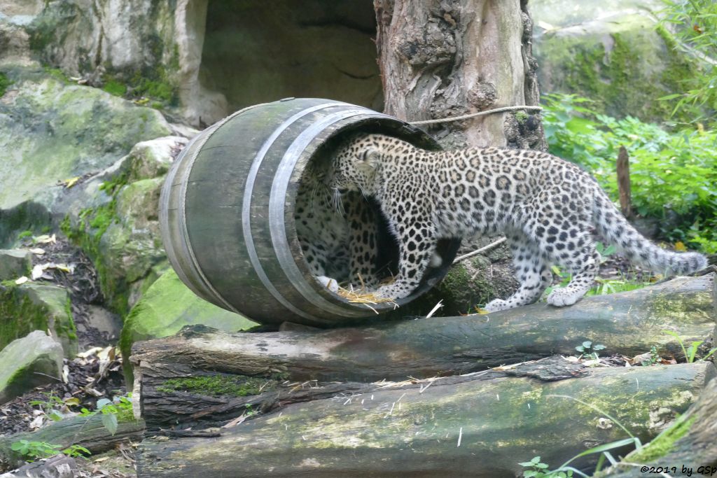 Nordpersischer Leopard (Afghanischer Leopard), Jungtier geb. am 3.4.19