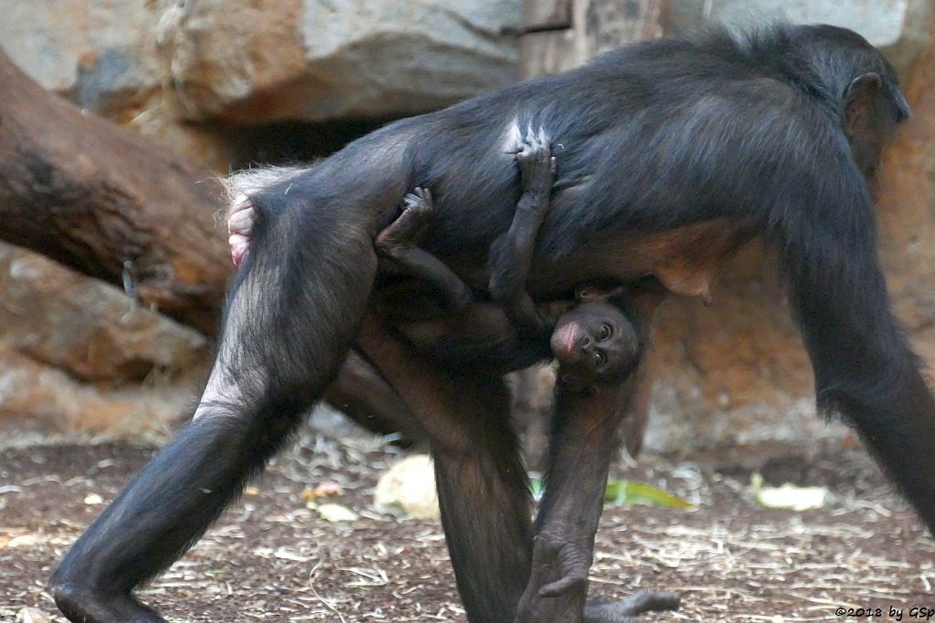 Bonobo (Zwergschimpanse)