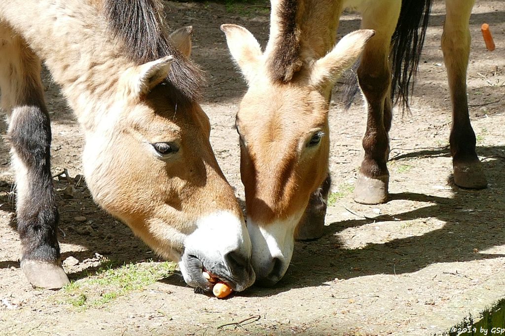 Przewalskipferd (Przewalski-Urwildpferd, Asiatisches Wildpferd)