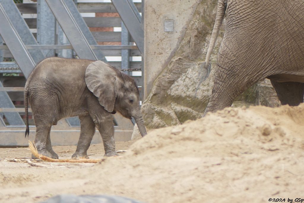 Elefanten Zoo Halle: SIMON, TANA