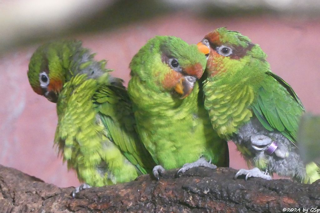Zoo Halle: Mindanaolori (Apolori, Mount-Apo-Lori)