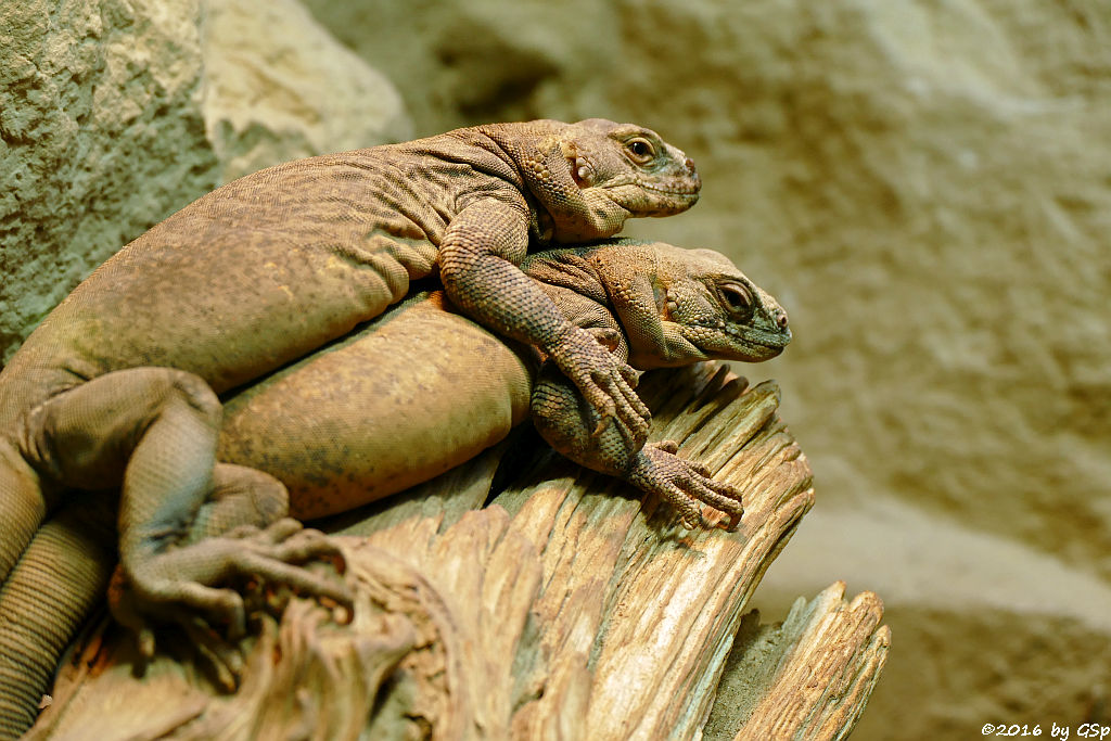 Chuckwalla