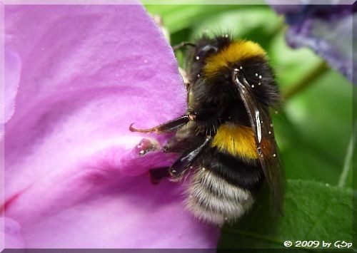Dunke Erdhummel 