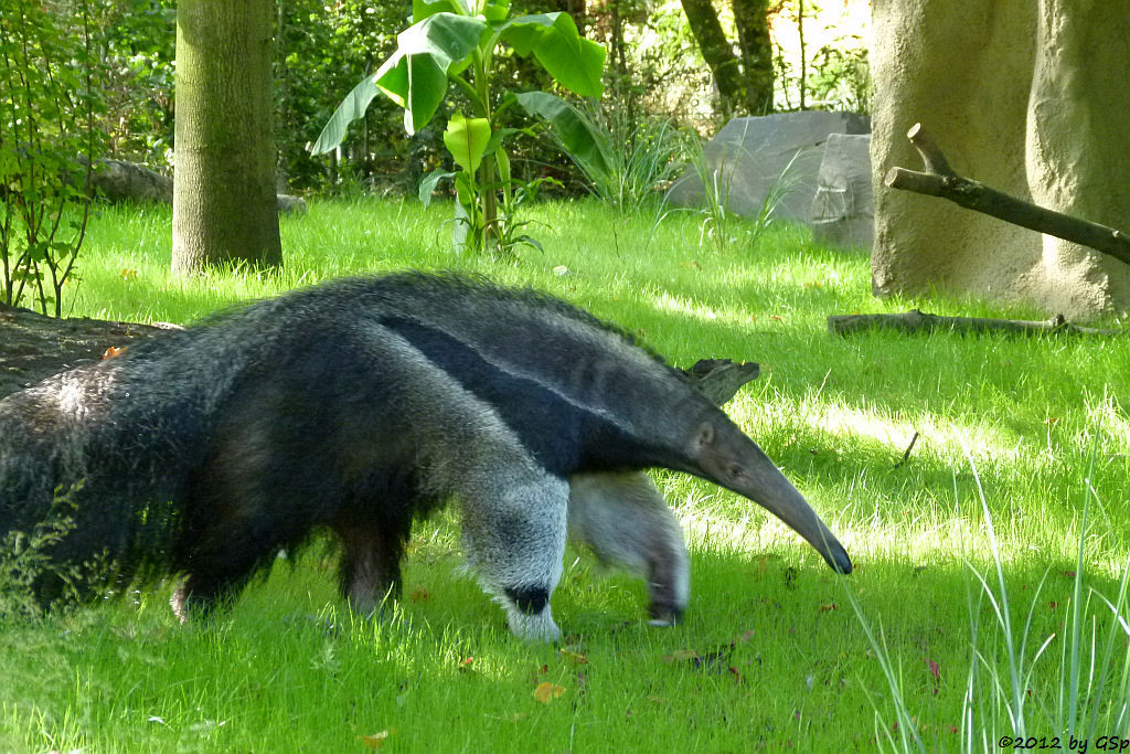 Großer Ameisenbär GUAPA, geb. Febr.2011 in Dortmund