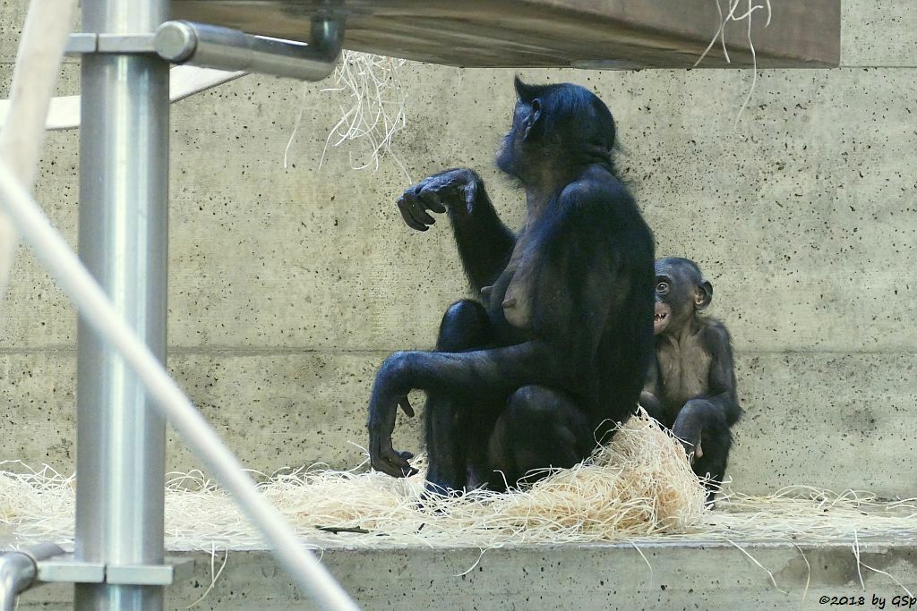 Bonobo (Zwergschimpanse)