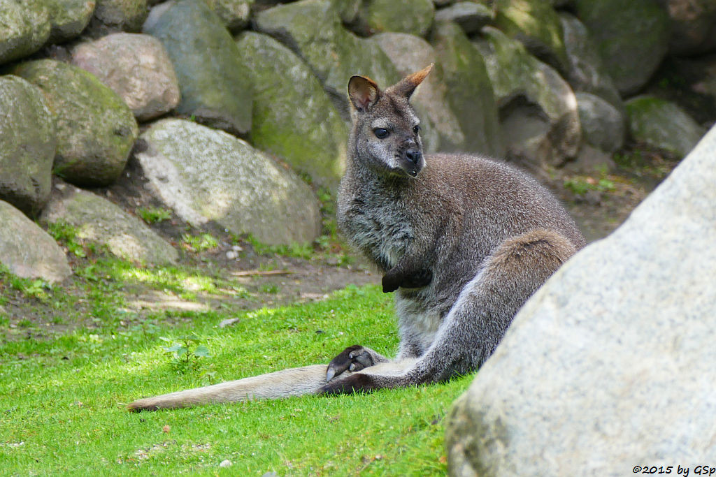 Bennettkänguru