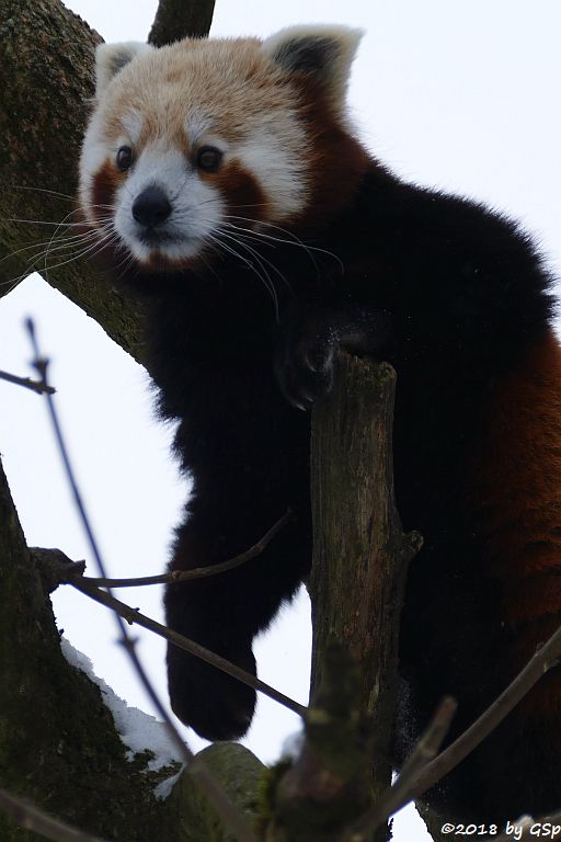 Westlicher Kleiner Panda (Westlicher Katzenbär, Nepalesischer Roter Panda)