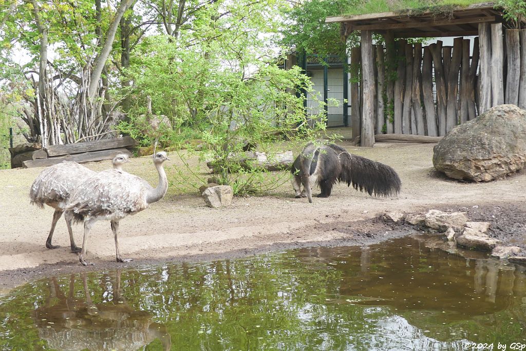 Zoo Halle: Darwinnandu (Kleiner Nandu, Darwinstrauß), Großer Ameisenbär (Yurumi)