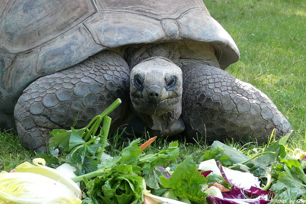 Aldabra-Riesenschildkröte (Seychellen-Riesenschildkröte)