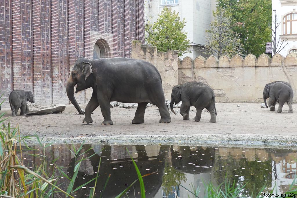 SAVANI, PANTHA, AKITO, ZAYA, BẢO NGỌC