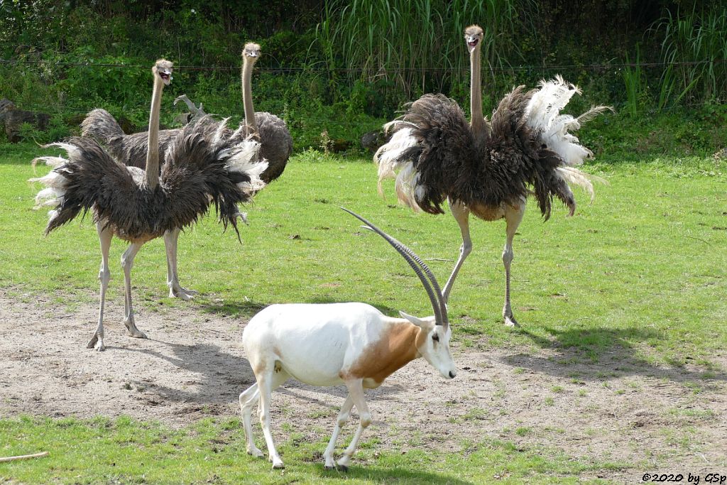 Südafrikanischer Blauhalsstrauß (Südstrauß), Säbelantilope