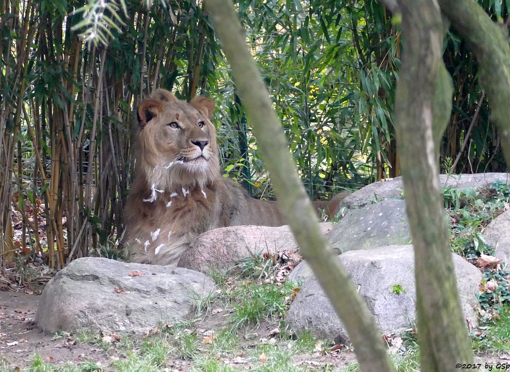 Kalahari-Löwe (Etoscha-Löwe, Wüstenlöwe) MAJO