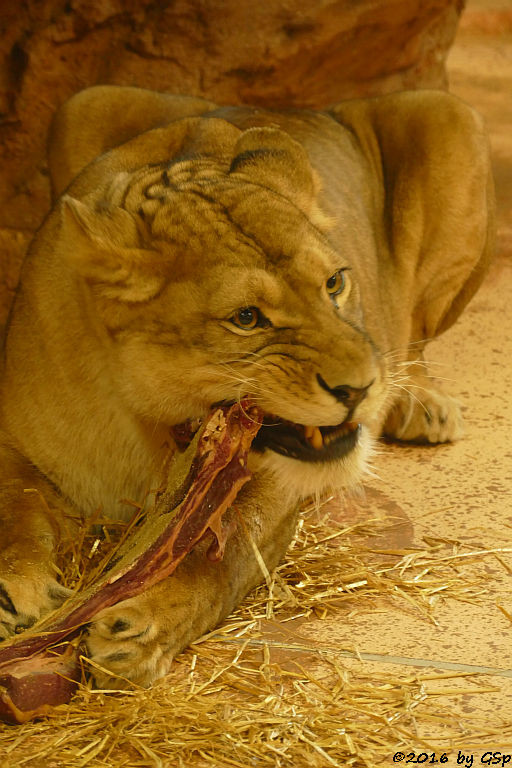 Angola-Löwin  (Katanga-Löwin) NALA