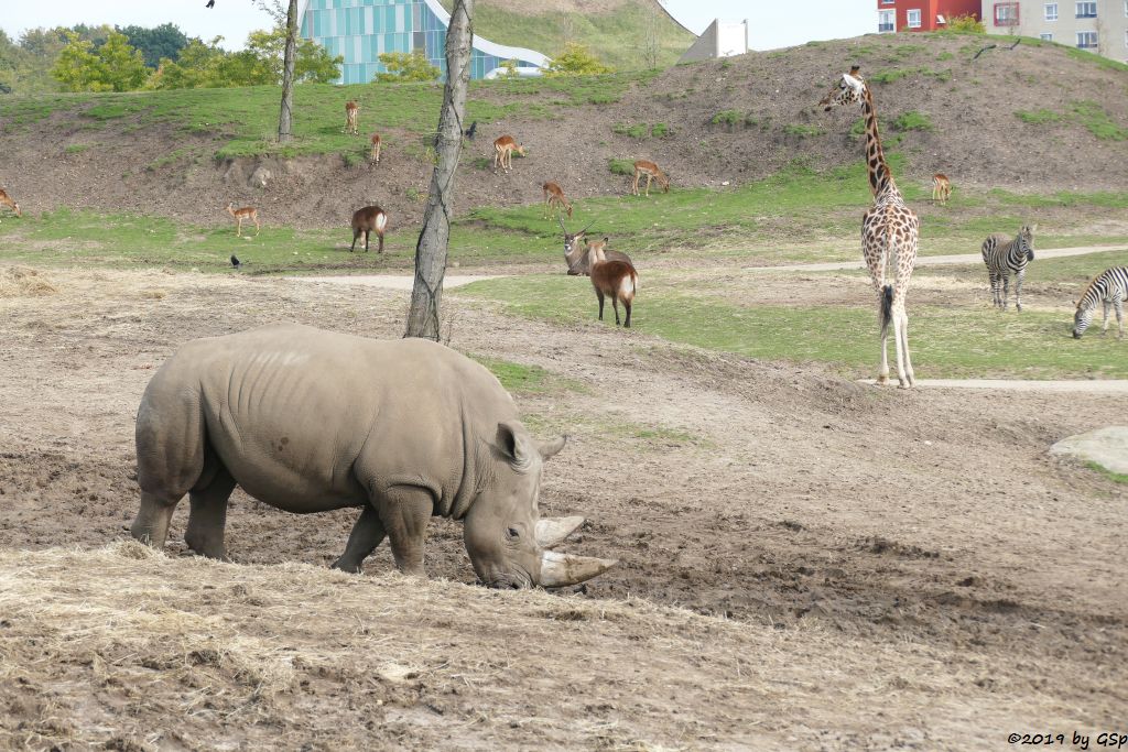 Südliches Breitmaulnashorn, Gewöhnliche Impala (Schwarfersenantilope), Defassa-Wasserbock (Roter Wasserbock), Rothschildgiraffe (Uganda-Giraffe, Baringo-Giraffe), Böhm-Steppenzebra (Grant-Zebra)