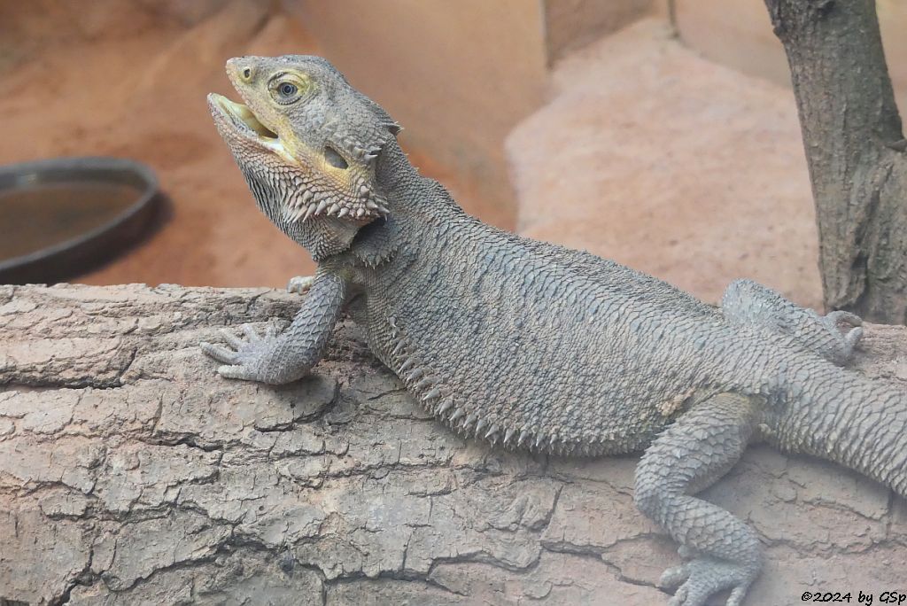 Bartagame (Westliche Bartagame, Streifenkopf-Bartagame)