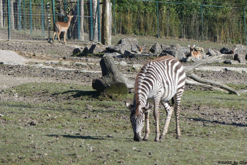 Böhm-Steppenzebra (Grant-Zebra), Impala (Schwarzfersenantilope)