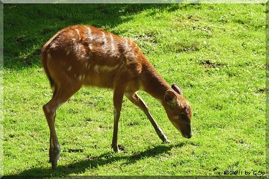 Sitatunga