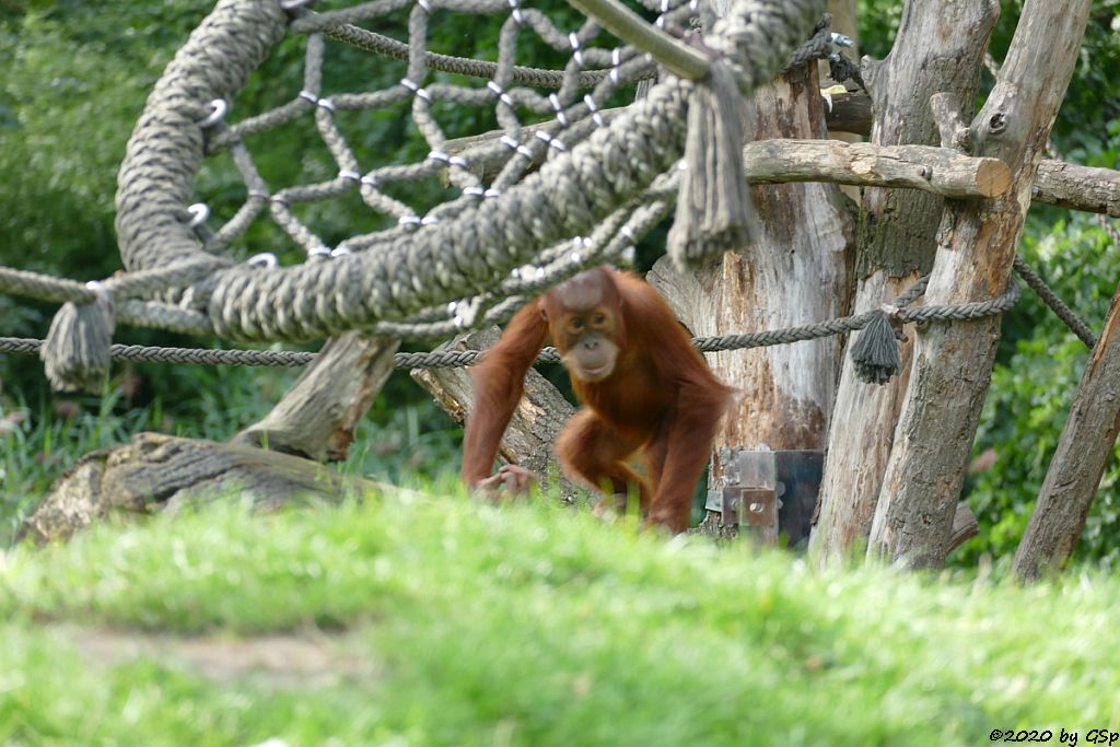 Sumatra-Orang-Utan