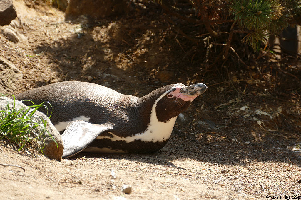 Humboldt-Pinguin