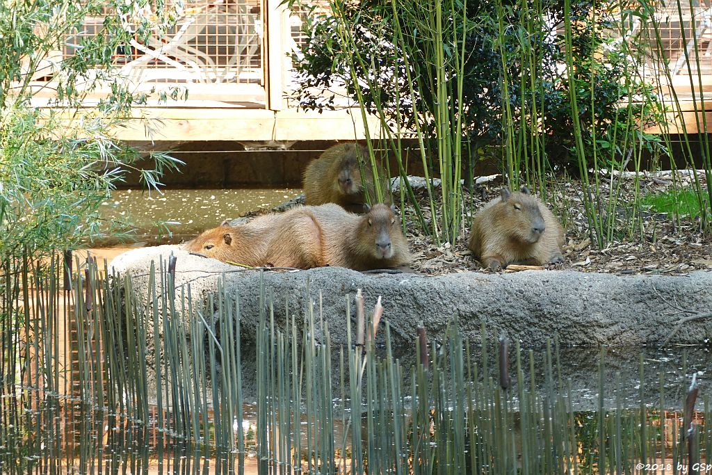 Wasserschwein (Capybara)