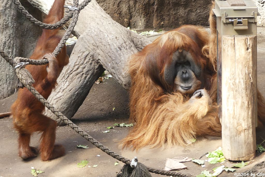 Sumatra-Orang-Utan
