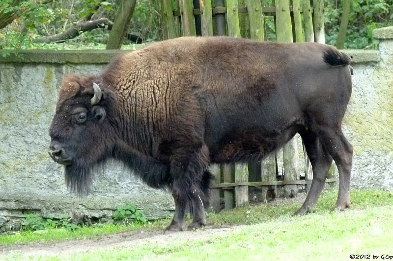 Amerikanischer Bison