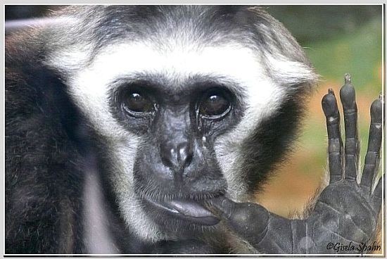 Gibbon-Mischling "Daumenlutscher"