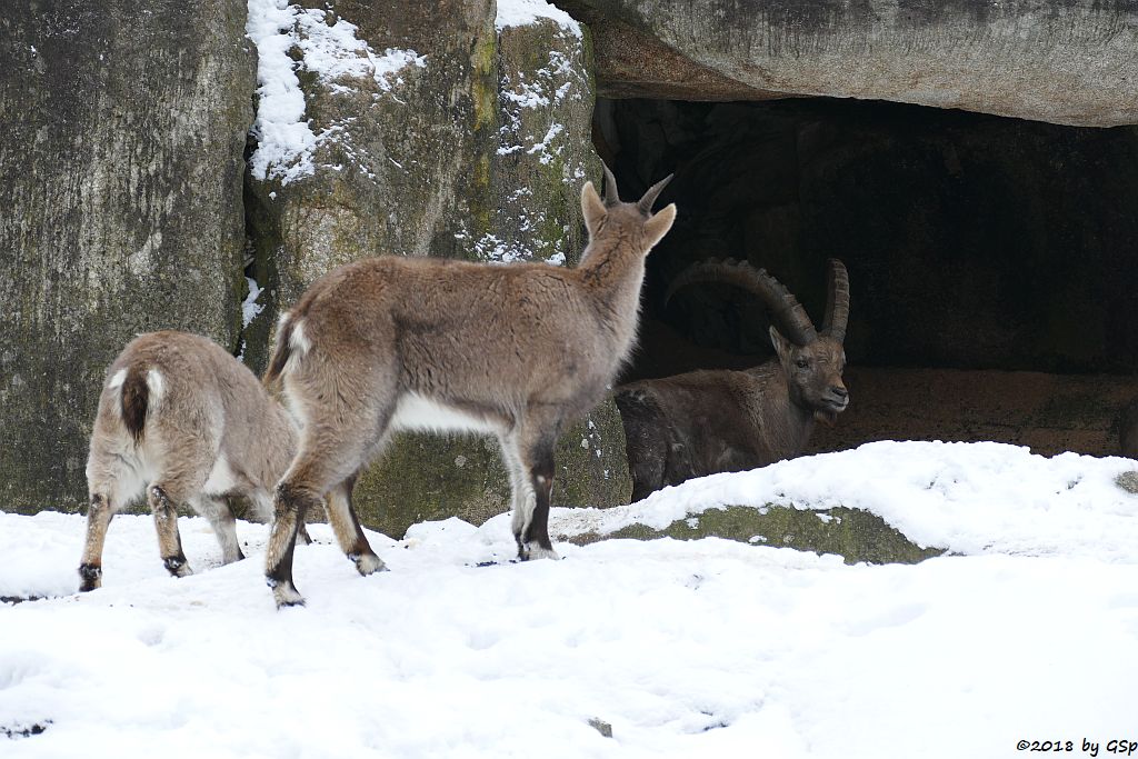 Alpensteinbock