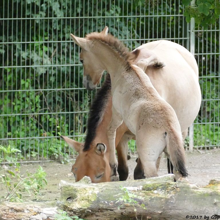 Przewalskipferd (Przewalski-Urwildpferd, Asiatisches Wildpferd), Jungtier geb. am 3.7.17 (3 1/2 Wochen)