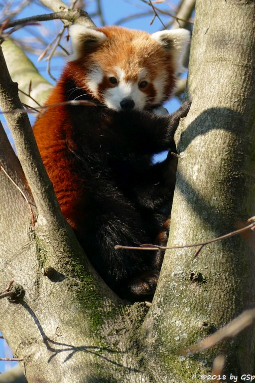 Westlicher Kleiner Panda (Westlicher Katzenbär, Nepaliesischer Roter Panda)