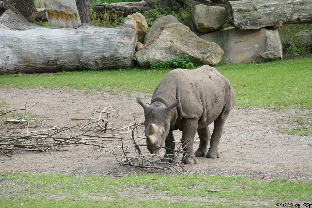 Ostafrikanisches Spitzmaulnashorn (Östliches Spitzmaulnashorn)