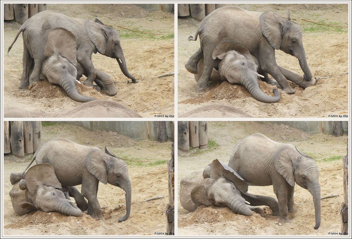 Elefanten Zoo Halle: ELANI, TAMIKA