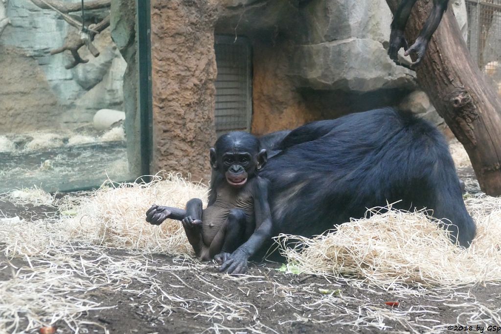 Bonobo (Zwergschimpanse)