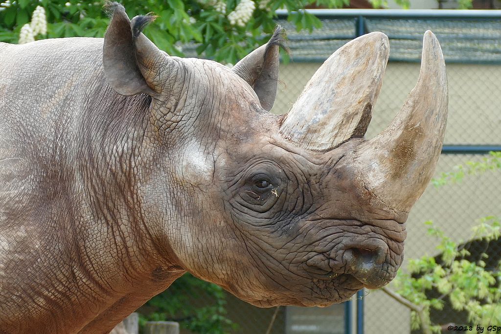 Südzentralafrikanisches Spitzmaulnashorn (Südliches Spitzmaulnashorn) KALUSHO