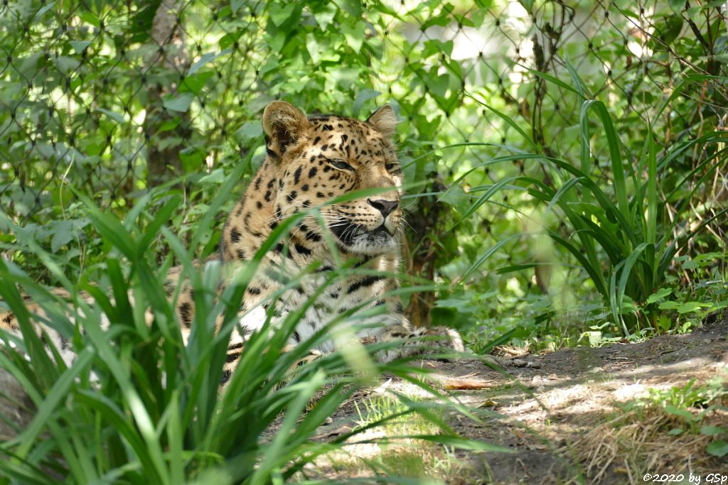 Amurleopard