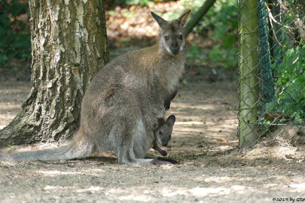 Rotnackenwallaby (Bennettkänguru)