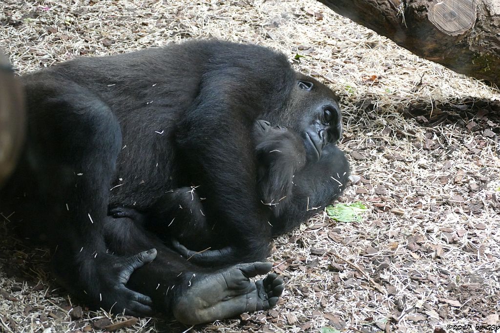 Flachlandgorilla DIAN mit Tochter XETSA, geb. 1.3.17 (7 1/2 Monate alt)