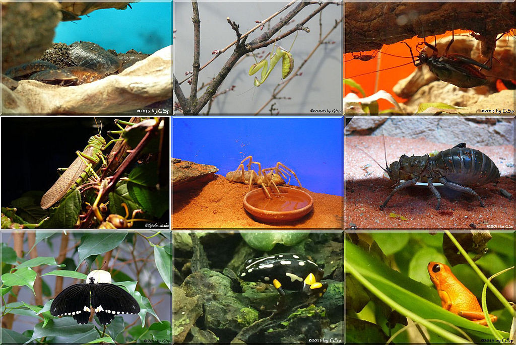 Insektarium - 80 Fotos