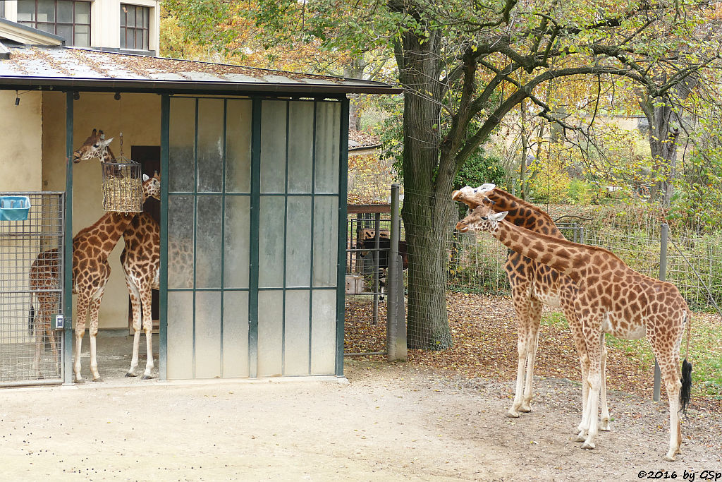 Kardofan-Giraffe, Okapi (Kurzhalsgiraffe, Waldgiraffe)