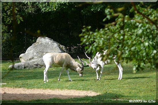 Mendesantilope (Addax)