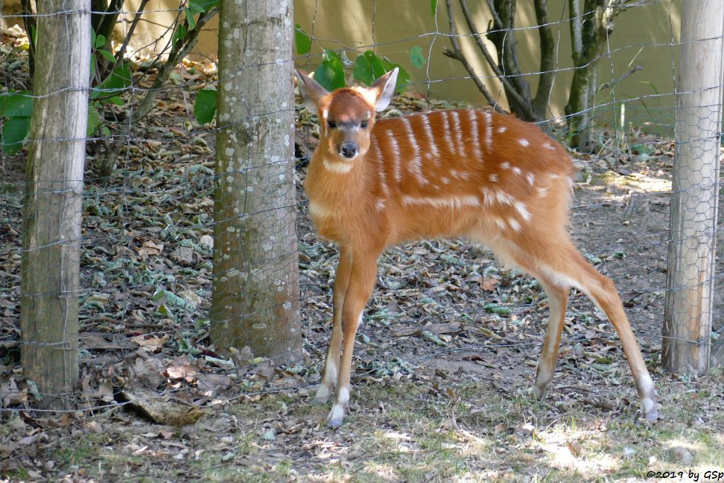 Westliche Sitatunga, geb. 16.05.19