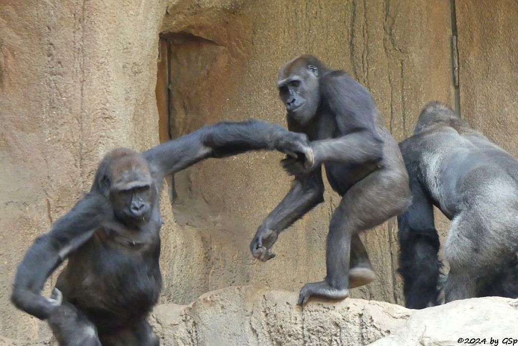 Westlicher Flachlandgorilla