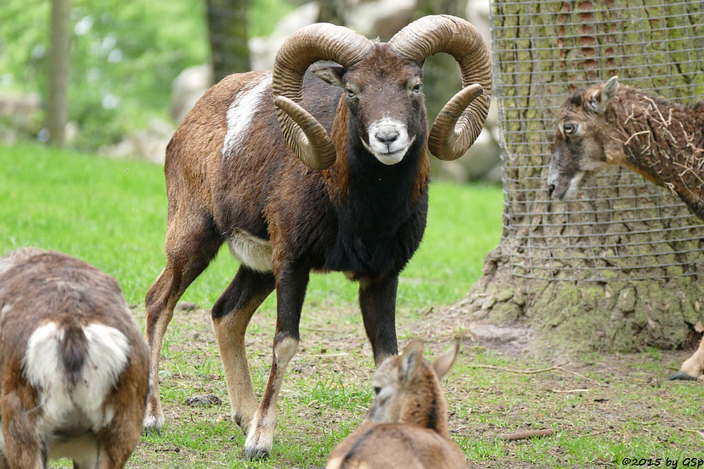 Europäisches Mufflon