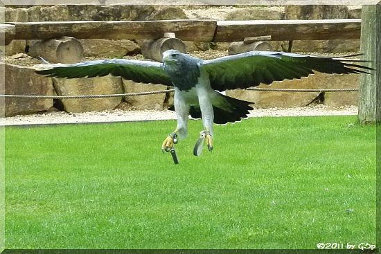 Blaubussard (Kordillerenadler, Aguja-Blauadler)