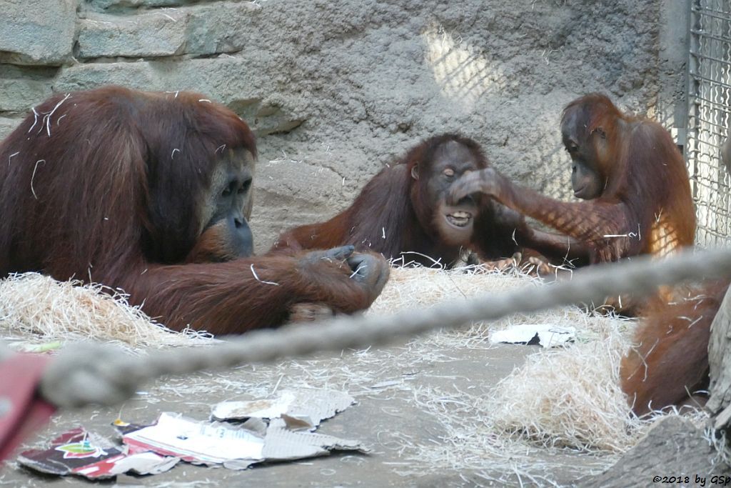 Sumatra-Orang-Utan KEMBALI, INDAH, SAYANG