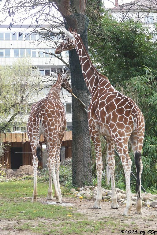 Netzgiraffe