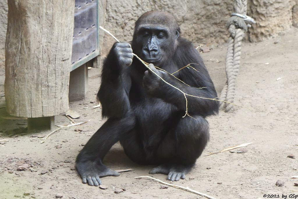 Westlicher Flachlandgorilla